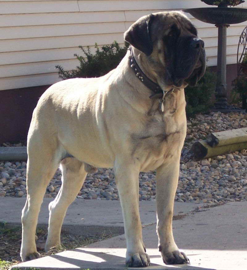 Akc English Mastiff