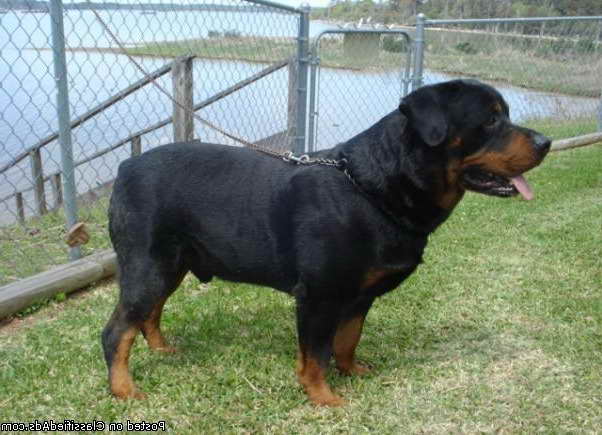 Akc German Rottweiler Puppies For Sale In Texas