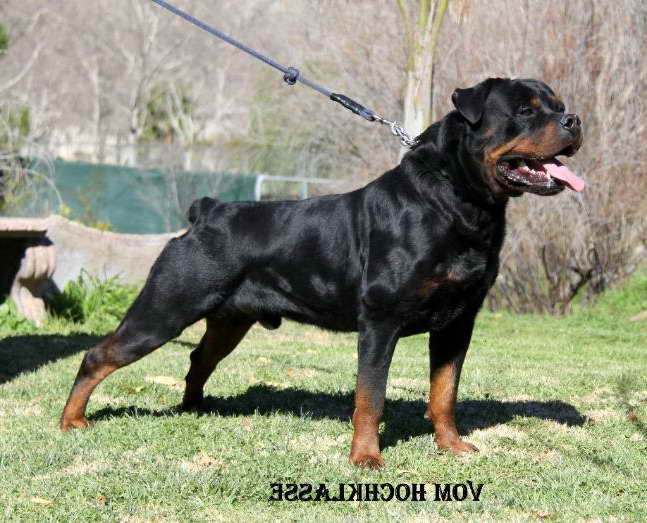 Akc German Rottweiler | PETSIDI