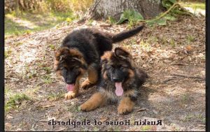 Akc German Shepherd Breeders Florida
