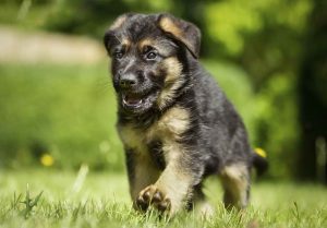 Akc German Shepherd Puppies