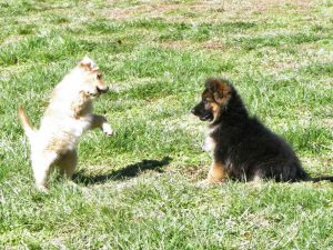 Akc German Shepherd Puppies For Sale In Nc
