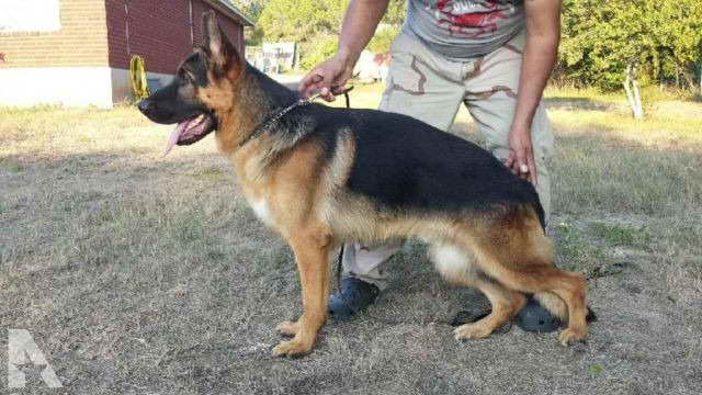 Akc German Shepherd Puppies Texas