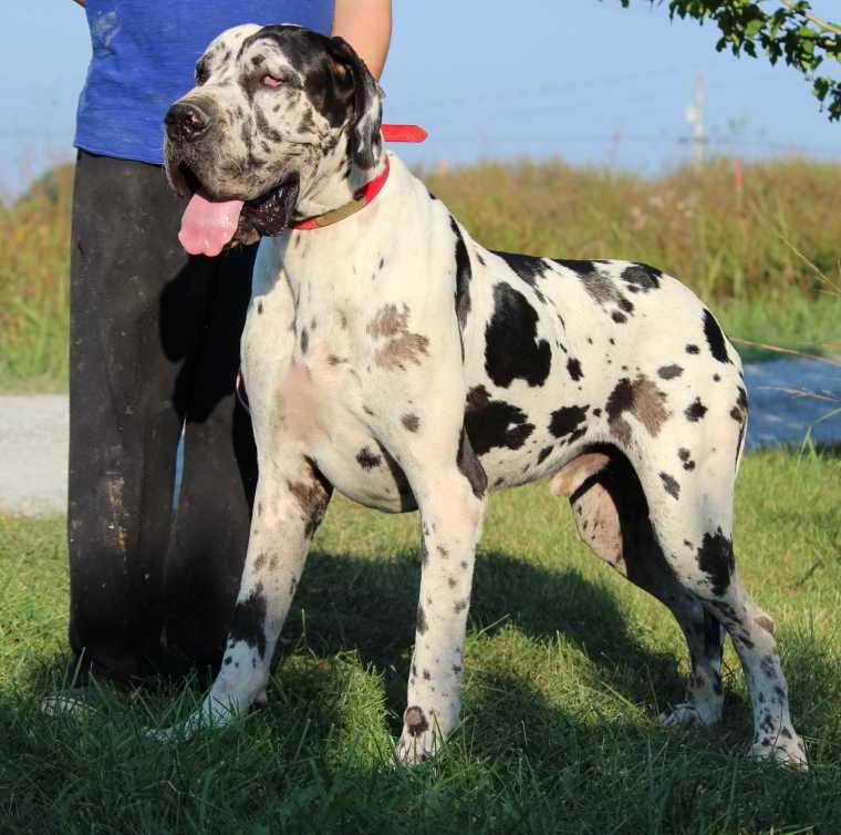 Akc Great Dane Puppies For Sale