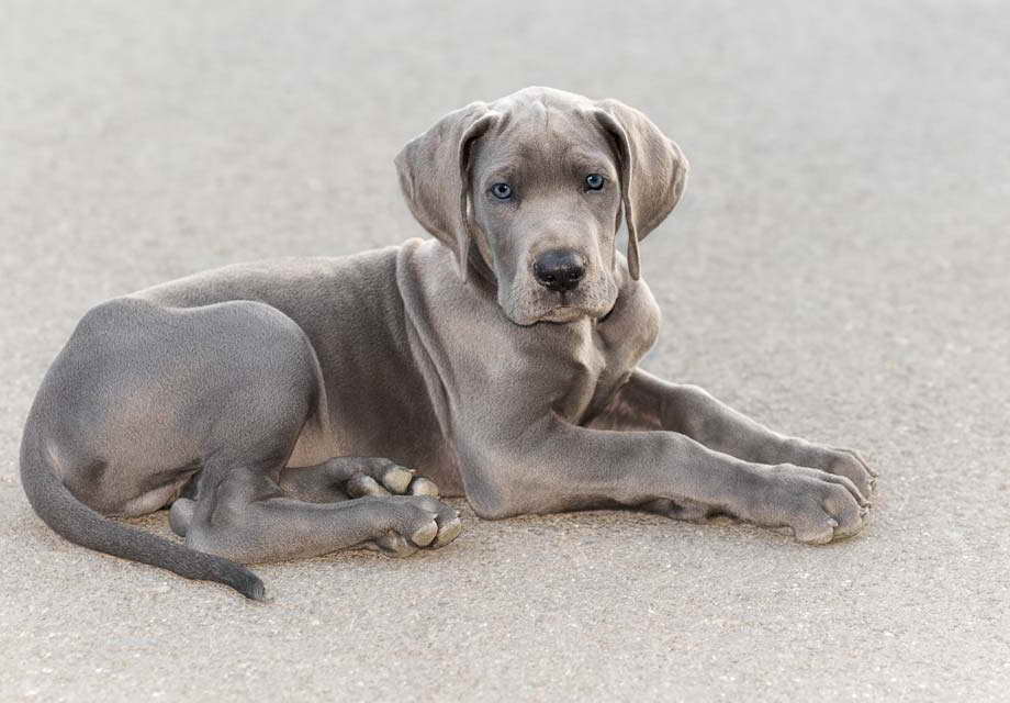 Akc Great Dane Puppies