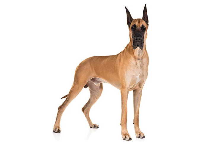 Akc Great Dane