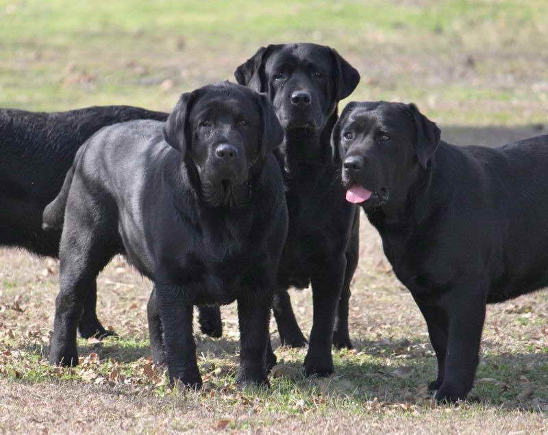 Akc Labrador Breeders