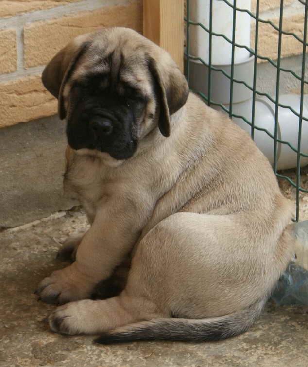 Akc Mastiff Puppies