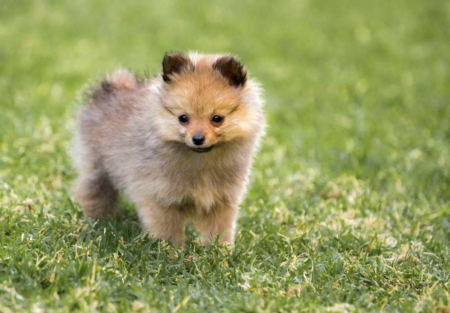 Akc Pomeranian Breeders