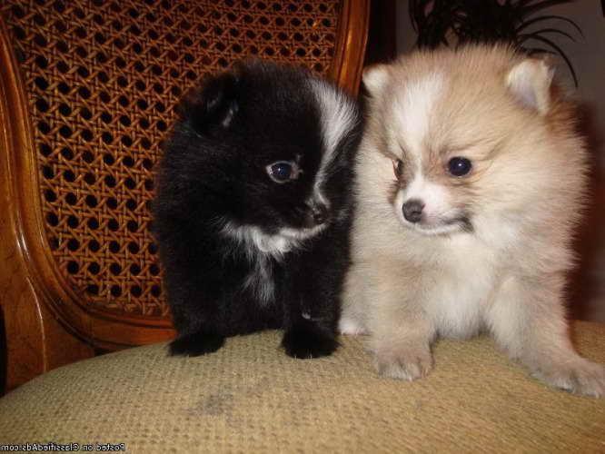 Akc Pomeranian Puppies For Sale