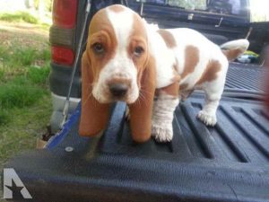 Akc Registered Basset Hound Puppies For Sale