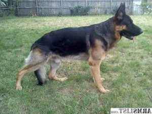 Akc Registered German Shepherd