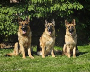Akc Registered German Shepherd Puppies