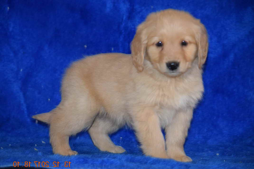 AKC Registered Golden Retriever Puppies