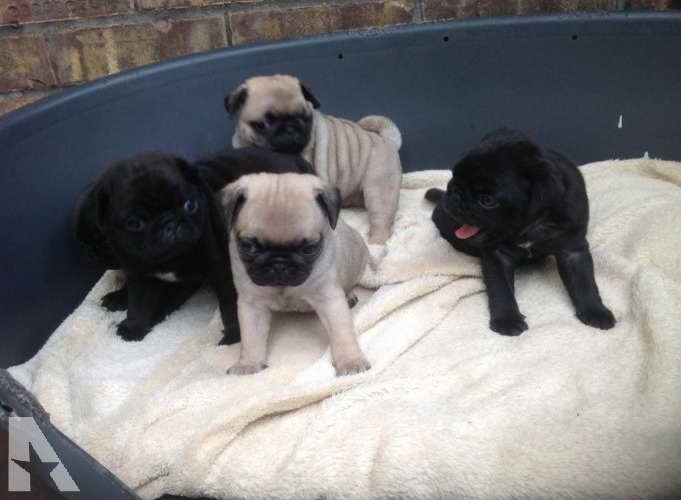 Akc Registered Pug Puppies For Sale