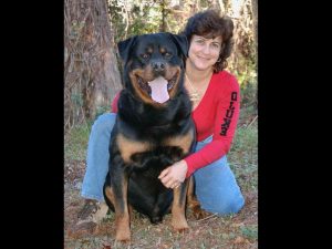 Akc Registered Rottweiler