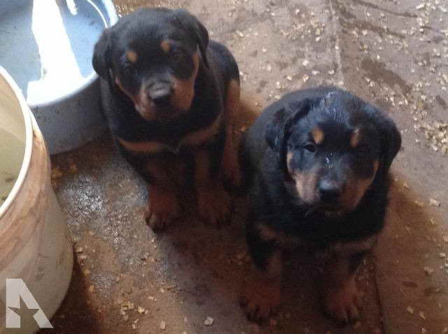 Akc Registered Rottweiler Puppies | PETSIDI