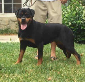Akc Rottweiler