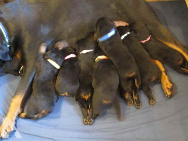 Akc Rottweiler Puppies For Sale In Michigan
