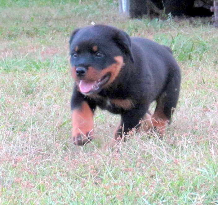 Akc Rottweiler Puppies For Sale