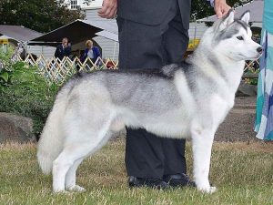 Akc Siberian Husky