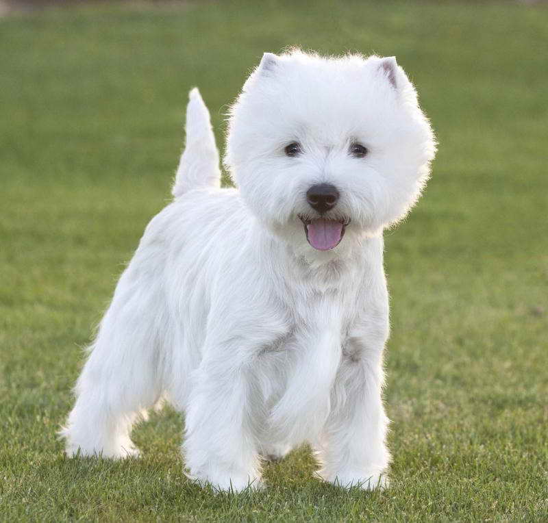 Akc West Highland Terrier