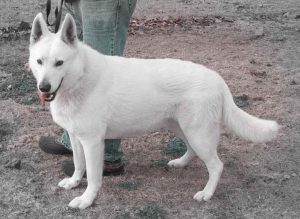 Akc White German Shepherd