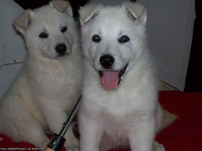 Akc White German Shepherd Puppies For Sale