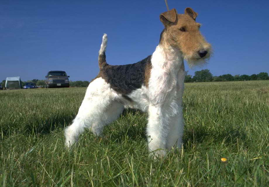 Akc Wire Fox Terrier Puppies For Sale