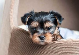 Akc Yorkshire Terrier Puppies