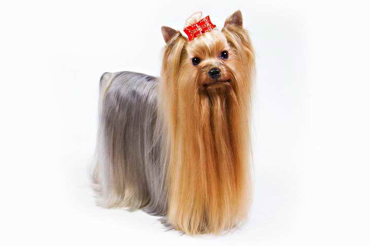 Akc Yorkshire Terrier