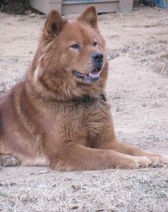 Akita Mastiff Mix Puppies For Sale