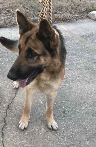 Alabama German Shepherd