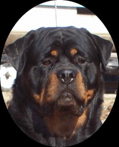 Alabama Rottweiler