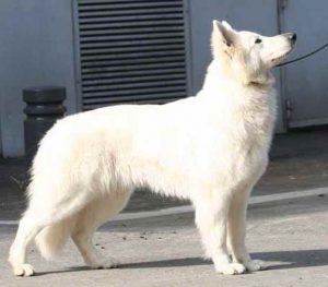 Alaska German Shepherd