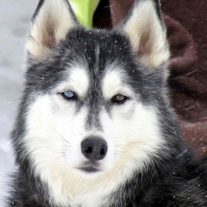 Alaska Husky Dog