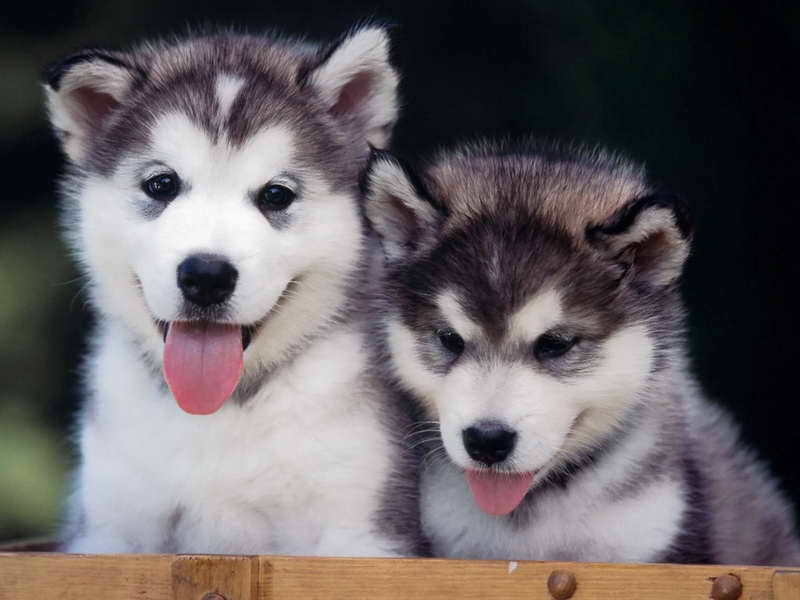 Alaska Husky Puppies