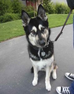 Alaskan German Shepherd