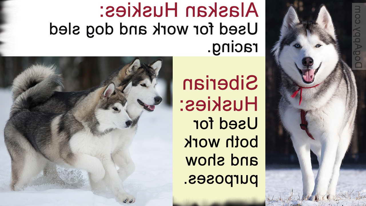 Alaskan Husky And Siberian Husky