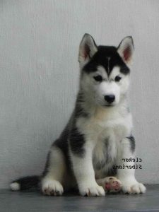 Alaskan Husky Cost