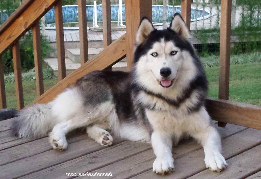 Alaskan Husky Dogs For Sale