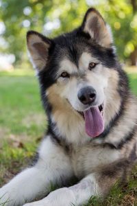 Alaskan Husky For Adoption