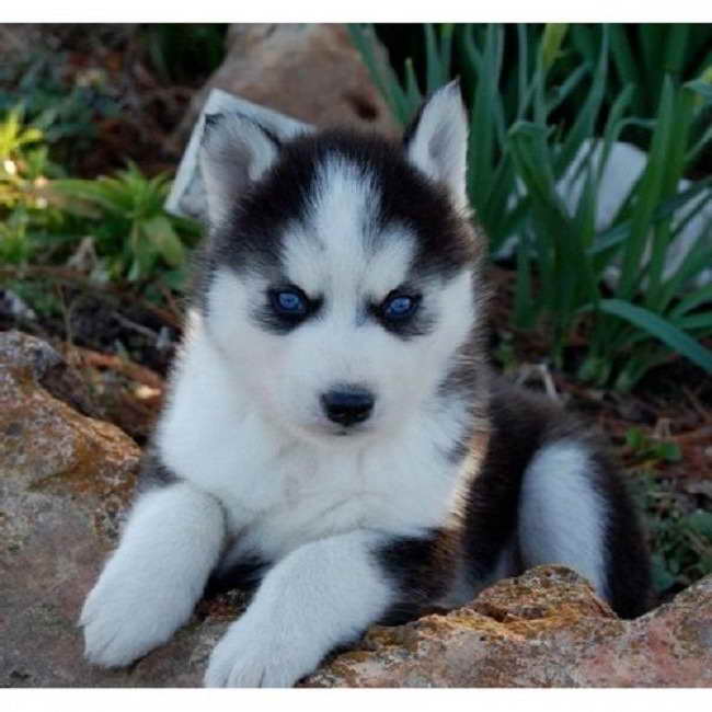 Alaskan Husky Miniature Puppies | PETSIDI