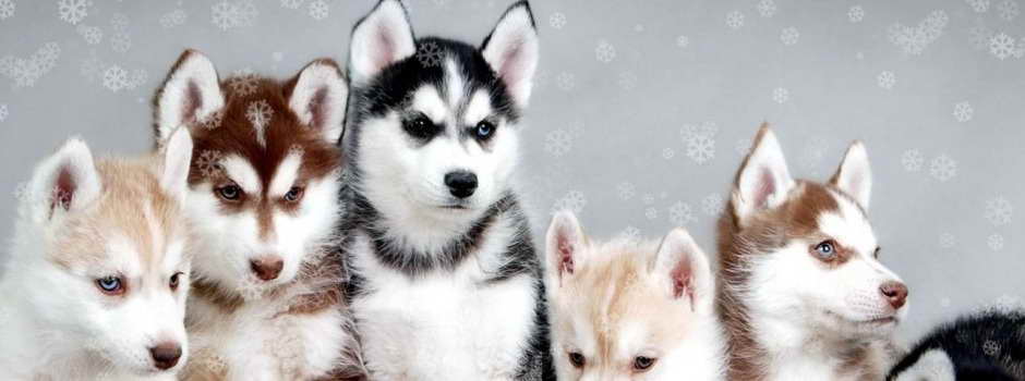 Alaskan Husky Puppies For Sale In Houston