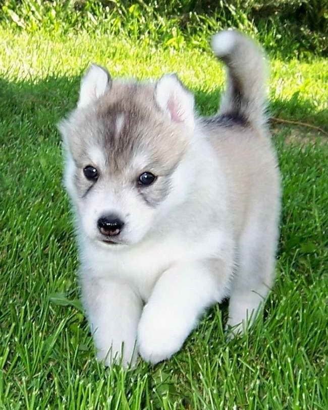 Alaskan Husky Puppies For Sale In Michigan