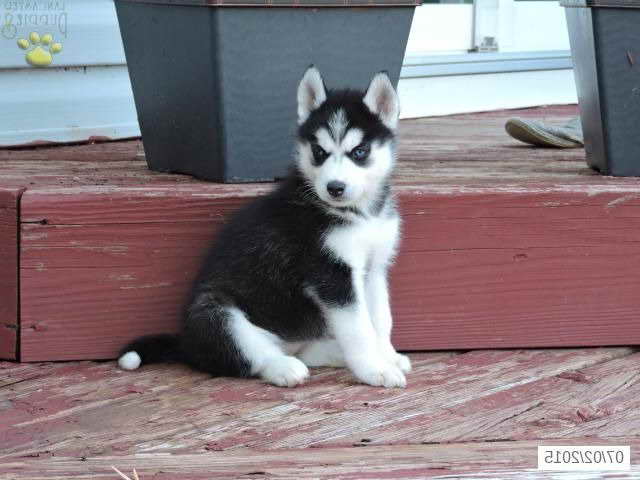 Droll Siberian Husky Puppies For Adoption In Ohio