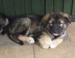Alaskan Malamute Cross German Shepherd Puppies For Sale
