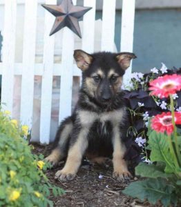 Alaskan Malamute German Shepherd Mix For Sale