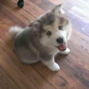 Alaskan Malamute Husky Puppies