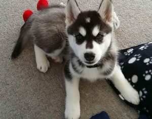Alaskan Malamute Siberian Husky Mix Puppies